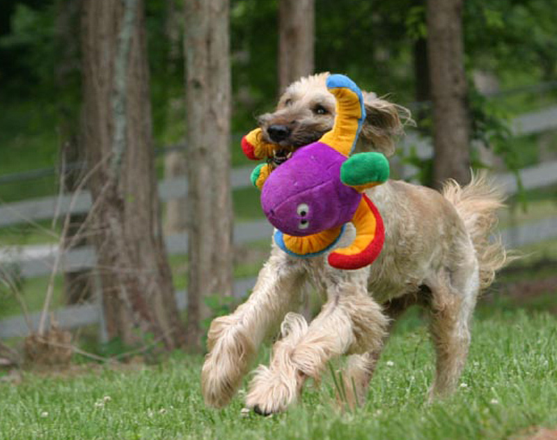 puppy running with toy