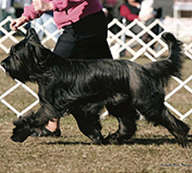Ch. Sendero's Absolutely Irresistable, Abbi, showing off her side-gait with owner Kimberly Kelley