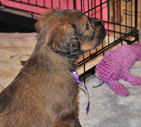 New baby Godiva!