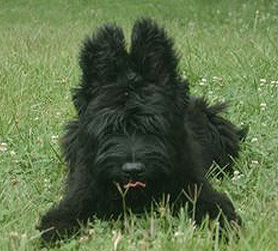 Baby Jerry
