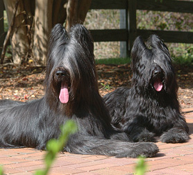 Bado and Siddalee