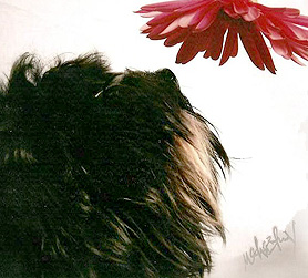 Bubbles takes some time to stop and smell the daisies!