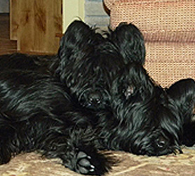 Bullet and Witchy taking a timeout