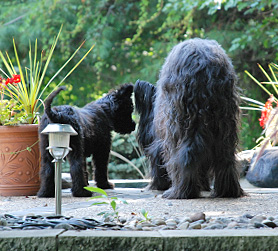Darwin and Puppy Dahlia – It's A Long Way Down!