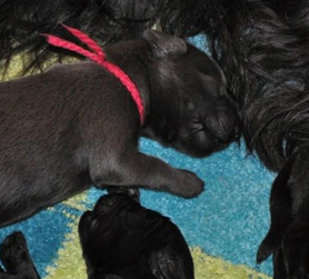 Martini and her fat, contented Briard babies.