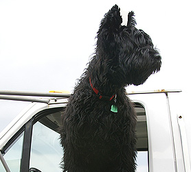 Idgie in the Chevron truck.