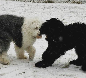 Kipling with a buddy.