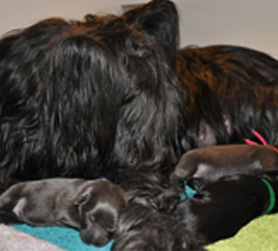 Martini snuggling with her kids