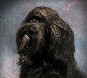 Sendero's Cakebread — Napa striking a pose in this beautiful portrait