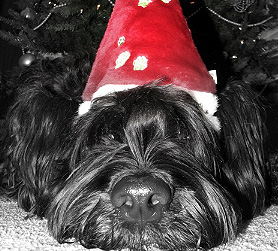Christmas is pawsome!