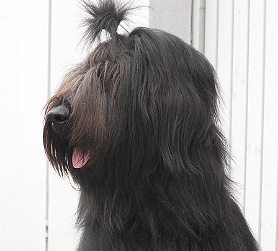 Peppercorn, owned by Simone Wyss, Switzerland.
