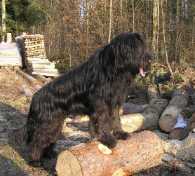 Pepper, the lumberjack!
