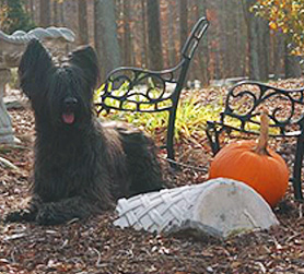 Scout, Ch. Sendero's Pulitzer Prize, HSSa, waiting for the Great Pumpkin! 
