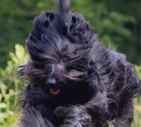Siddalee running flat out! 
