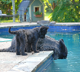 Darwin and puppy Dahlia contemplate a skinnydip!