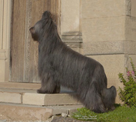 Grand Ch. Lightning Strike El Xargal, Thunder, 2013.