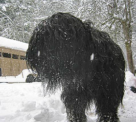 Uilleag Snow Play