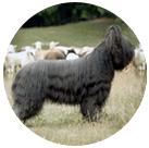 A short history of the breed