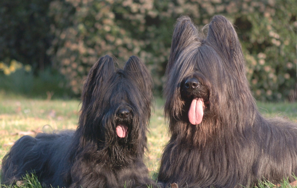 Briard breeders sales